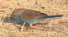 [Blue Waxbill]