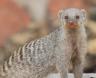 [Banded Mongoose]