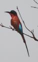 [Carmine Bee-eater]