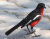 [Crimson-breasted Shrike]