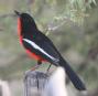 [Crimson-breasted Shrike]