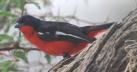 [Crimson-breasted Shrike]