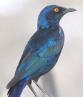 [Cape Glossy Starling]