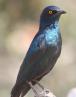 [Cape Glossy Starling]