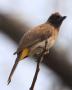 [Common Bulbul]