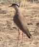 [Crowned Lapwing]