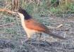 [Coppery-tailed Coucal]