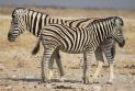 [Common Zebra]