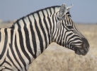 [Burchell's Common Zebra]