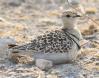 [Double-banded Courser]