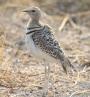 [Double-banded Courser]