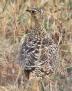 [Double-banded Sandgrouse]