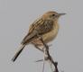 [Desert Cisticola]