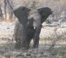 [African Elephant]