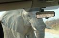 [African Elephant]