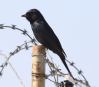 [Fork-tailed Drongo]