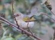 [Grey-backed Cameroptera]