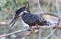 [Giant Kingfisher]