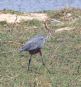 [Goliath Heron]