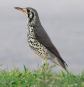 [Groundscraper Thrush]