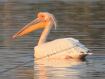 [Great White Pelican]