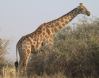 [Giraffe]