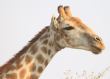 [Giraffe]