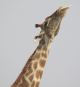 [Giraffe]