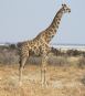 [Giraffe]