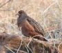 [Hartlaub's Francolin]