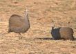 [Helmeted Guineafowl]