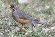 [Kurrichane Thrush]