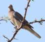 [Laughing Dove]