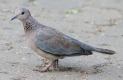 [Laughing Dove]