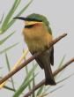 [Little Bee-eater]