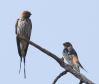 [Lesser Striped Swallow]