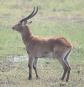 [Lechwe]