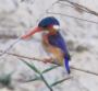 [Malachite Kingfisher]