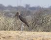 [Marabou Stork]