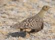 [Namaqua Sandgrouse]