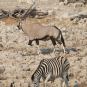 [Southern Oryx (Gemsbok)]