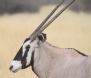 [Southern Oryx (Gemsbok)]