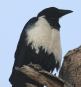 [Pied Crow]