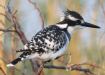 [Pied Kingfisher]