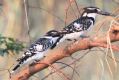 [Pied Kingfisher]