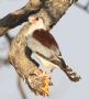 [Pygmy Falcon]