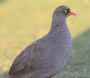 [Red-billed Francolin]