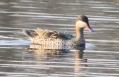 [Red-billed Teal]