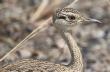 [Red-crested Korhaan]