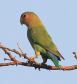 [Rosy-faced Lovebird]